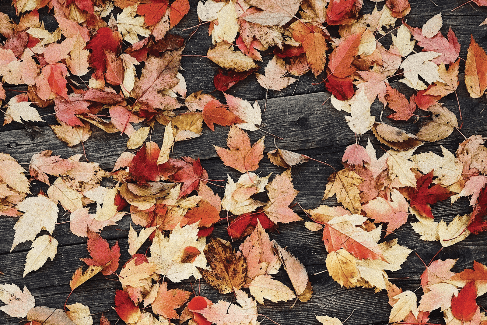 Red, orange, and yellow leaves on a wooden background.