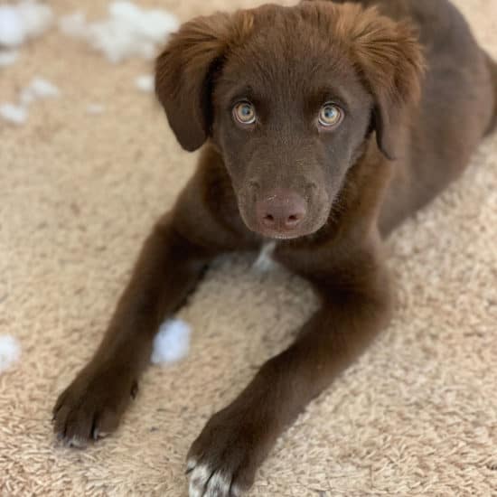 Jasper after destroying a toy