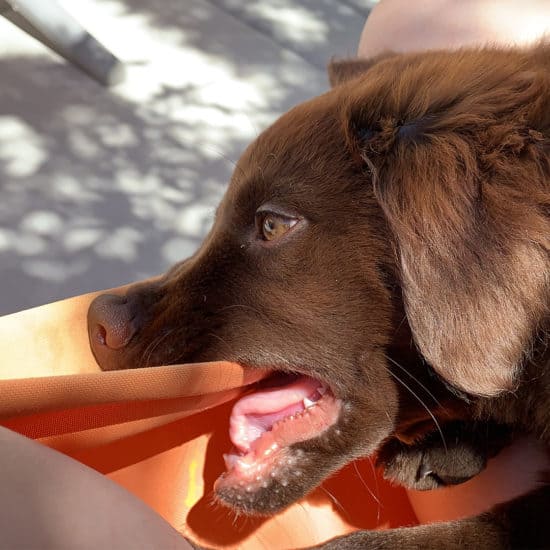 Jasper chewing on the hammock